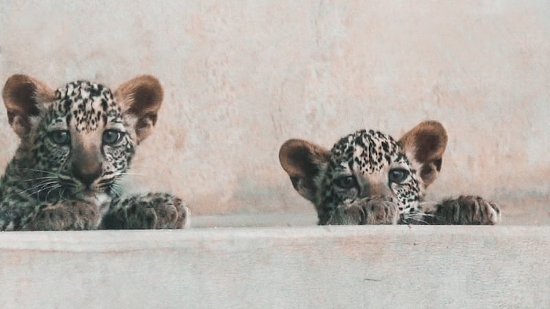 The birth of the two female cubs brings renewed hope of reintroducing the leopard to the wild in AlUla. Photo: The Royal Commission for AlUla