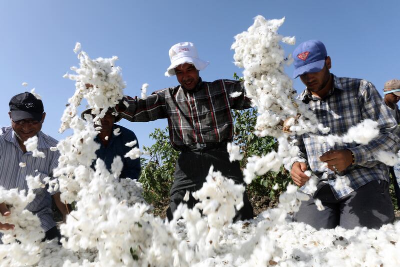 Farmers collect harvested cotton in Kafr El Sheikh governorate, north of Cairo. The region is the biggest cotton producer in the country. All photos: EPA