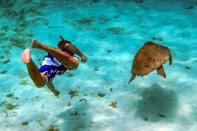 Help to protect the wildlife at Turtle Inn, Placencia, Belize. Photo: Beyond Green