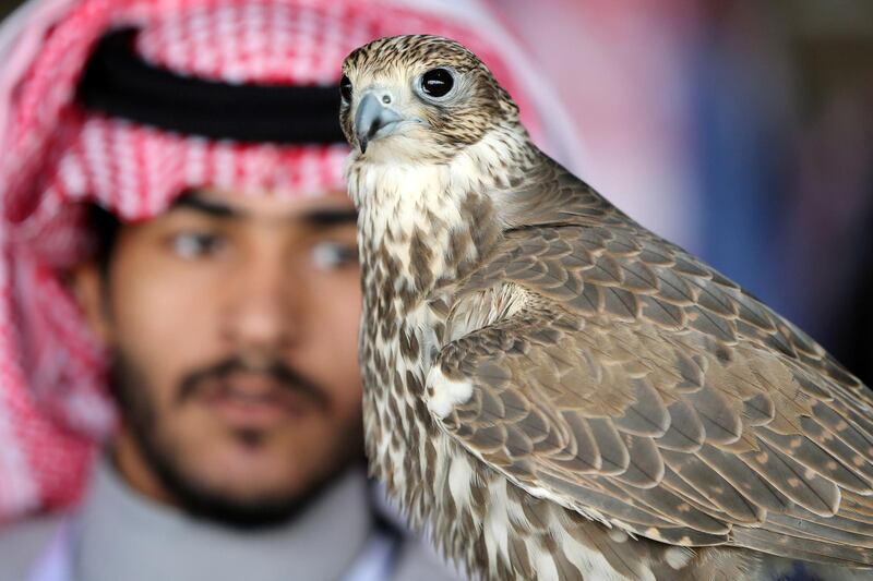 A Saudi man looks at his falcon during the King Abdulaziz Falconry Festival in Riyadh, Saudi Arabia. Reuters