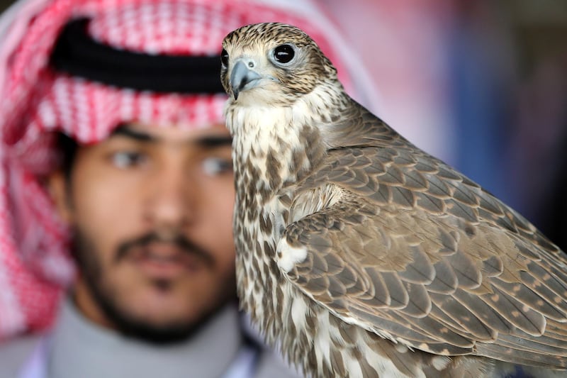 A Saudi man looks at his falcon during the King Abdulaziz Falconry Festival in Riyadh. Reuters