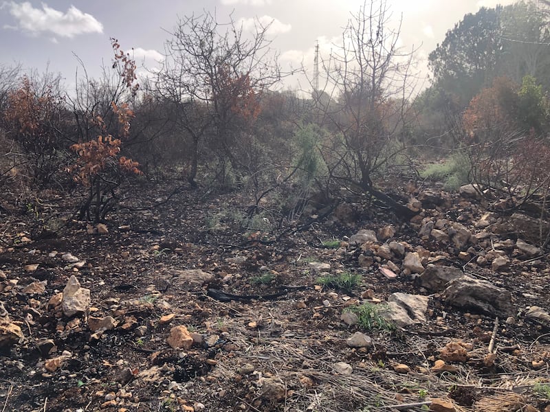 A garden burnt by white phosphorus in Dhayra, south Lebanon. Nada Atallah / The National