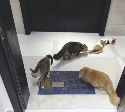 Evelyn Lau's cats Tiny, Georgie, Zabeeb and Amy. 