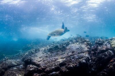 A turtle in Dibba, Fujairah. Courtesy Freestyle Divers