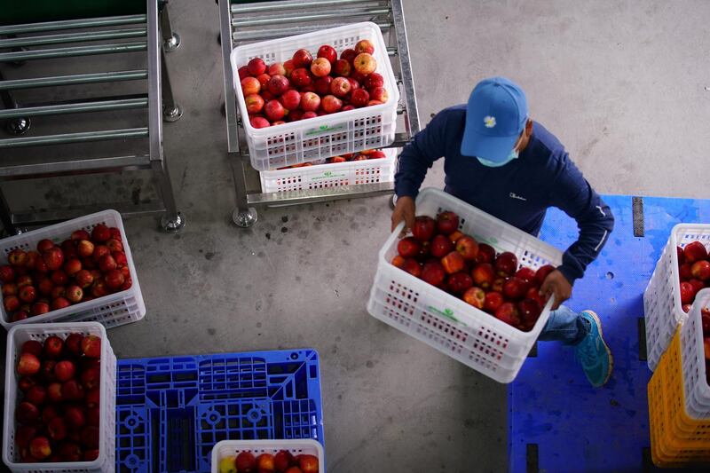 A worker moves boxes of apples on a production line in Yuexi county, during a government-organised media tour, Sichuan province, China, September 11.  Tingshu Wang / Reuters