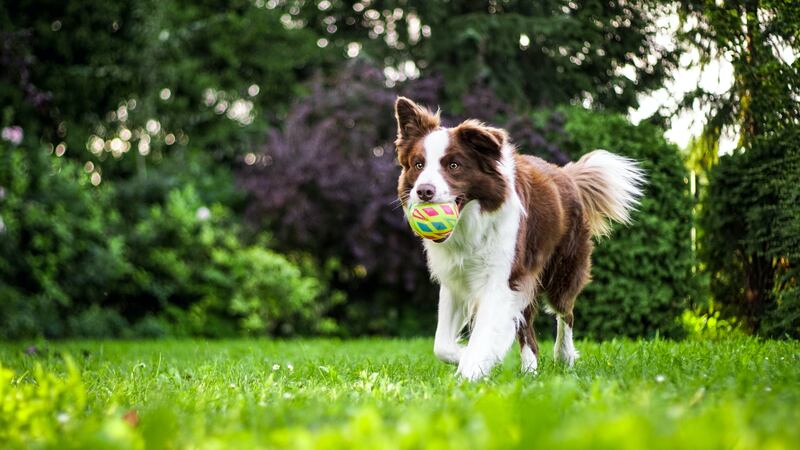 Six gifted border collies were able to recall the names of up to 100 toys. Photo: Anna Dudkova/Unsplash