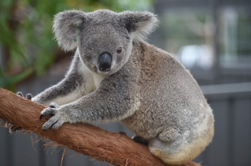 A koala who lost an eye and had her left hind leg amputated after being hit by a car resides at the Koala Hospital in Port Macquarie, Australia. AFP