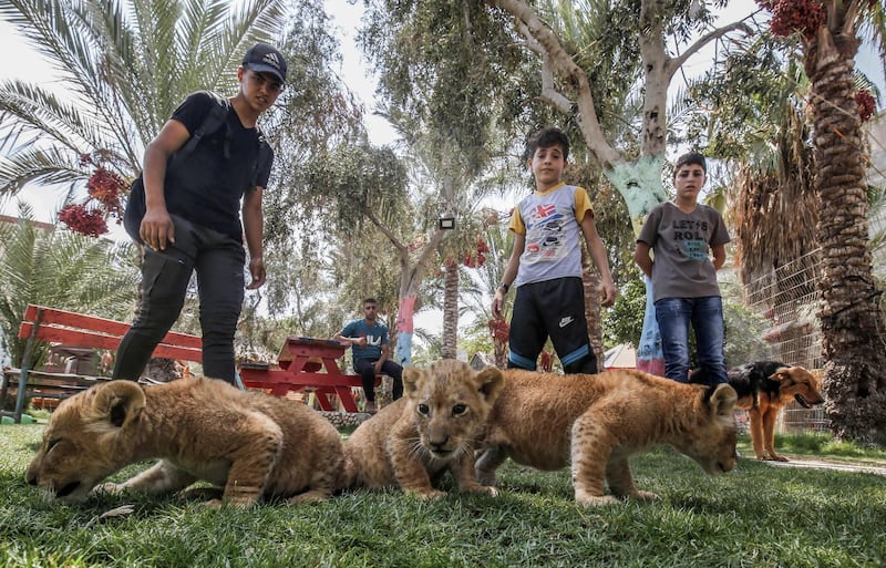 Palestinian children watch three recently born cubs at a zoo in Rafah in the southern Gaza Strip on September 8, 2019.  The Rafah Zoo in the southern Gaza Strip was known for its emaciated animals, with the owners saying they struggled to find enough money to feed them. In April, international animal rights charity Four Paws took all the animals to sanctuaries, receiving a pledge the zoo would close forever. But last month it reopened with two lions and three new cubs, penned in cages only a few square metres in size. / AFP / SAID KHATIB
