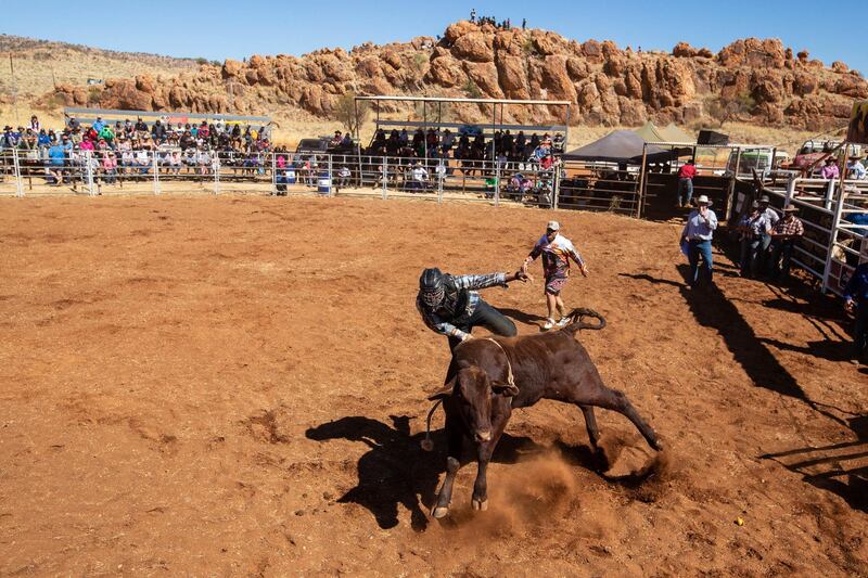 The first competitor in the Novice Steer Ride has an involuntary dismount during the Harts Range Races and Rodeo. EPA