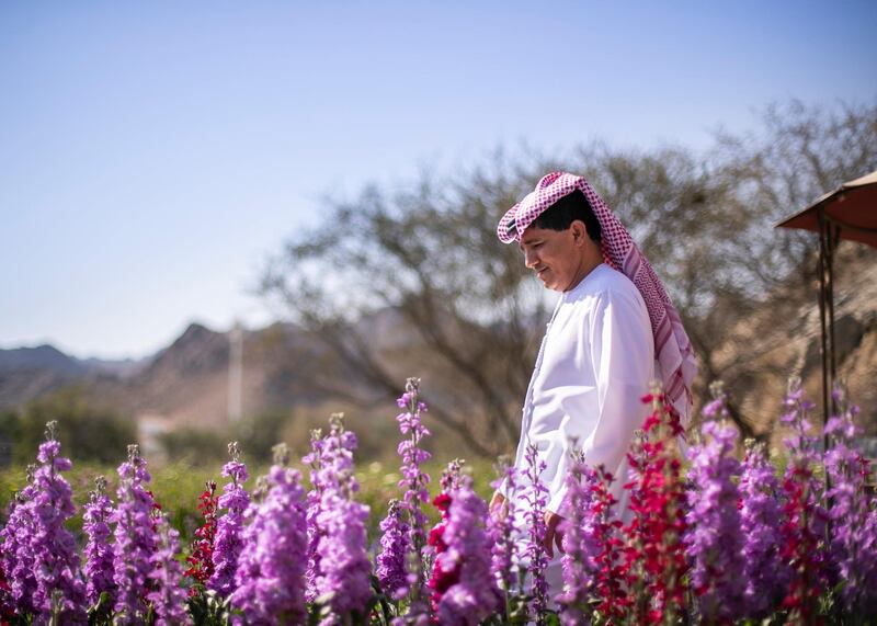 FUJAIRAH, UNITED ARAB EMIRATES.  16 FEBRUARY 2021. 
Mohammed Al Mazroui's UAE Flower Farm in Asimah.
Photo: Reem Mohammed / The National
Reporter: Alexandra Chavez