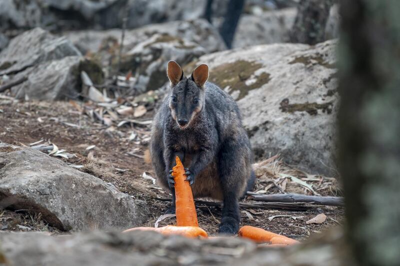 A wallaby eating carrots from a food drop by the New South Wales National Parks and Wildlife Service, in New South Wales, Australia. EPA