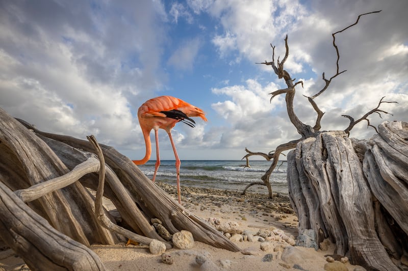 Bob the rescued flamingo in a conservation area in the Dutch Caribbean island of Curacao. Photo: Doest Photography/ Xposure Photo Festival