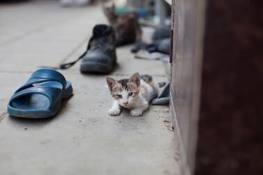 A kitten pictured in Abu Dhabi. Last week, images of dead kittens lying motionless on a pavement, provoked public outcry after they were posted to social media Lee Hoagland / The National