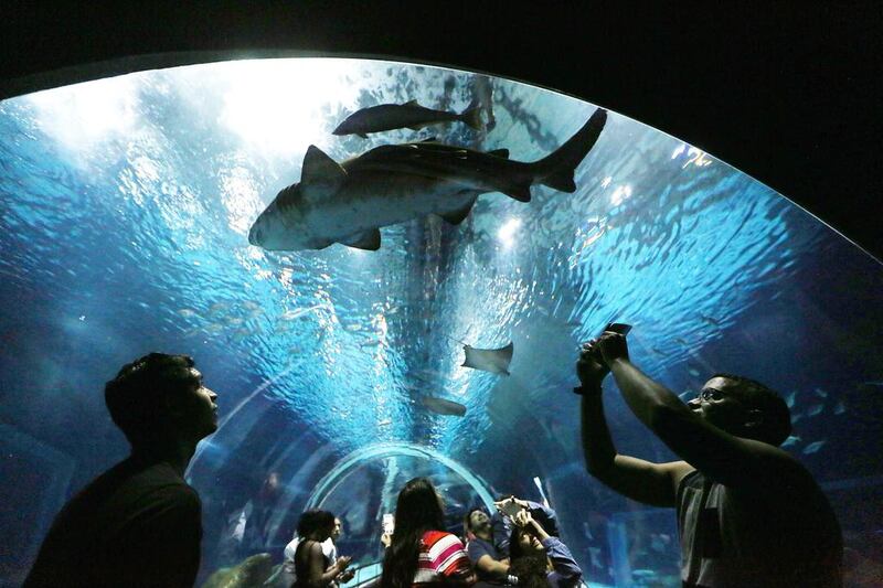 Visitors stand in an underwater glass tunnel in AquaRio, Rio de Janeiro’s new aquarium which opened in November, as a shark and other marine life swim past. The aquarium is touted as the largest in South America and houses 350 species of marine life. Mario Tama / Getty Images / May 11, 2017