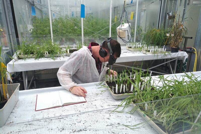 Artificial intelligence systems to monitor plant health could draw more students to agricultural research. Photo: Wageningen University and Research