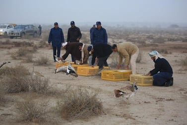 Rare houbara birds rescued from smugglers on the Oman border have been returned to the wild in Pakistan. Courtesy: The IFHC