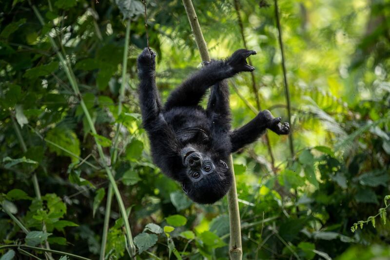A one-year old mountain gorilla hangs upside down in the forest of Bwindi Impenetrable National Park in south-western Uganda. AP Photo