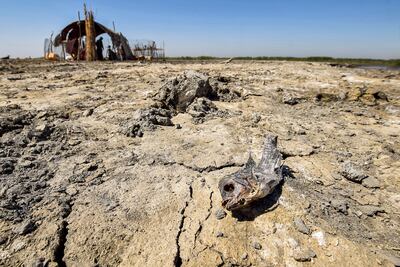 A dead fish on drying earth in the Chibayesh marshland in Iraq's southern Ahwar area. Iraq is experiencing a blistering summer heat wave with severe water shortages killing farm animals, fields and way of life. Asaad Niazi / AFP