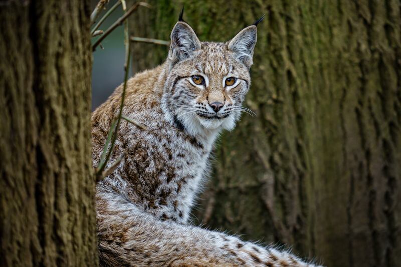 A lynx climbs into a tree in Bear Wood at Wild Place Project, Bristol, UK. PA