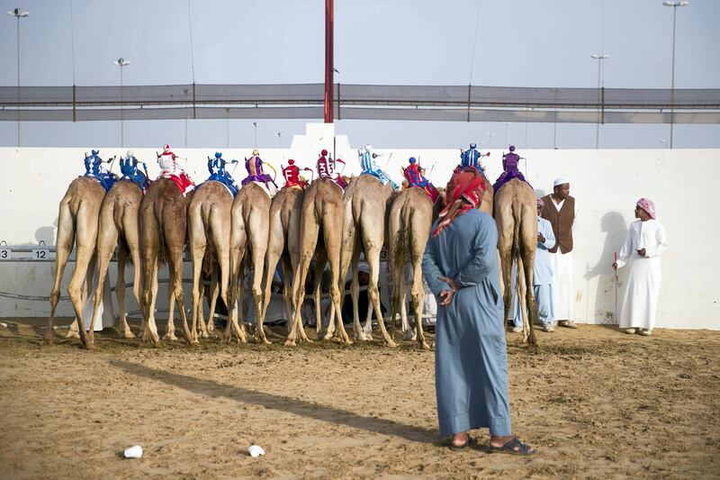 DUBAI, UNITED ARAB EMIRATES - Feb 15, 2018.

Camels behind the racetrack at Al Marmoum, about to enter the camel race.

The fastest camels in the Gulf will compete for cash, swords, rifles and luxury vehicles totalling Dh95 million at the first annual Sheikh Hamdan Bin Mohammed Bin Rashid Al Maktoum Camel Race Festival in Dubai.


(Photo: Reem Mohammed/ The National)

Reporter:
Section: NA