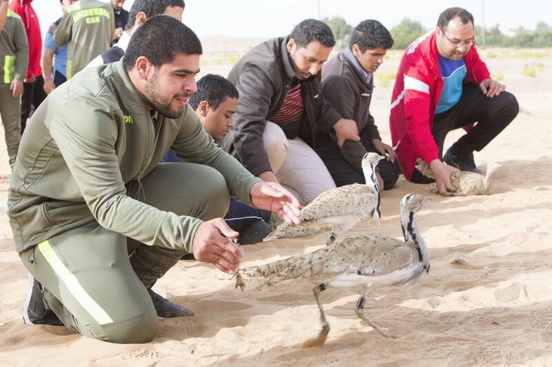 AL AIN, UNITED ARAB EMIRATES - Members of the UAE Special Olympics preparing to release the birds at the release of 50 Houbara birds into their Habitat of the UAE desert by The International Fund for Houbara Conservation (IFHC).  Leslie Pableo for The National