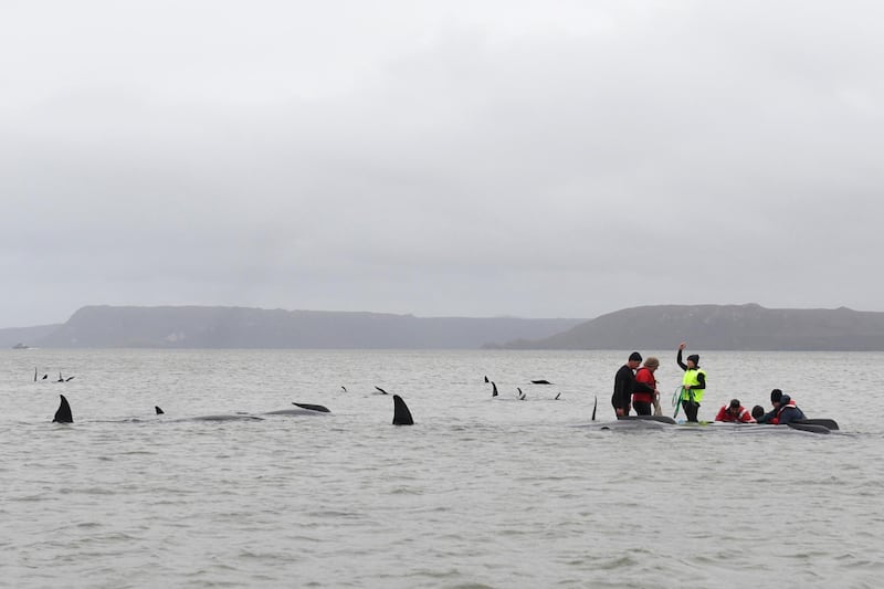 Marine rescue teams attempt to help save hundreds of pilot whales stranded on a sand bar in Strahan, Australia.  The Advocate / Getty Images