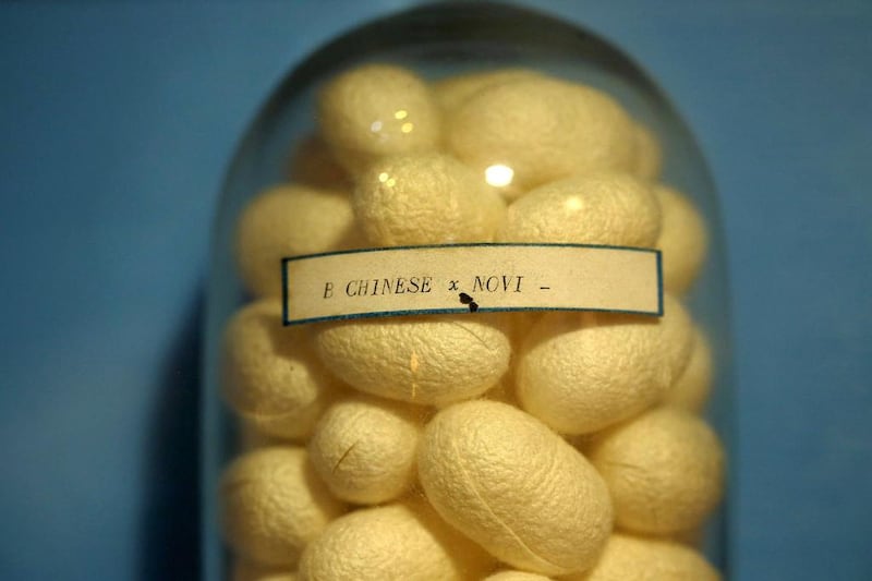 Silk cocoons are displayed in a glass jar in the museum of an agricultural research centre. Alessandro Bianchi / Reuters