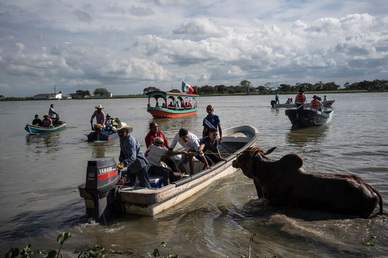 A bull is dragged into the Papaloapan River to be returned to a ranch, after a bull running event at a festival for the Virgin of the Candelaria in Tlacotalpan, Veracruz state, Mexico. AP