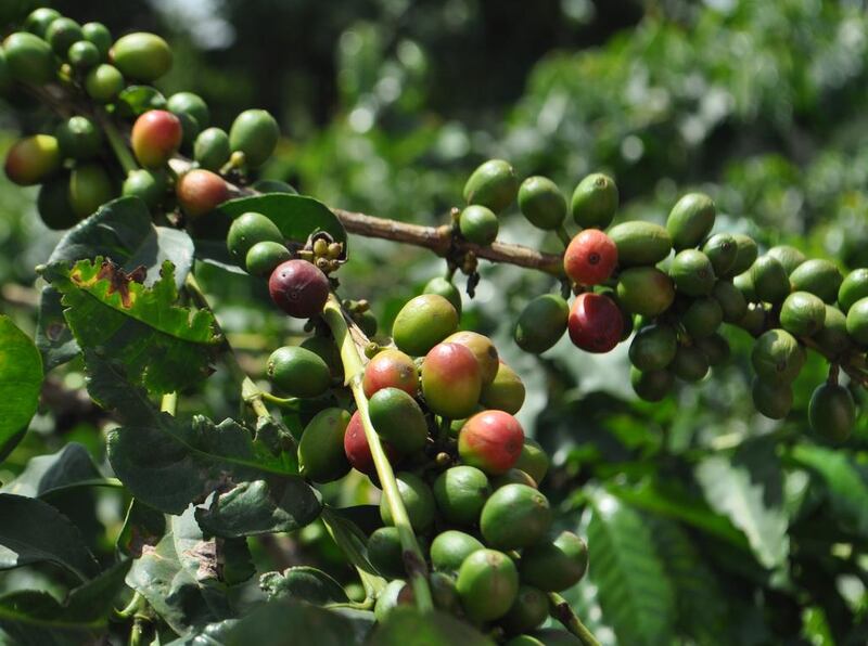 Coffee beans at the Arush coffee plantation. Photo by Rosemary Behan