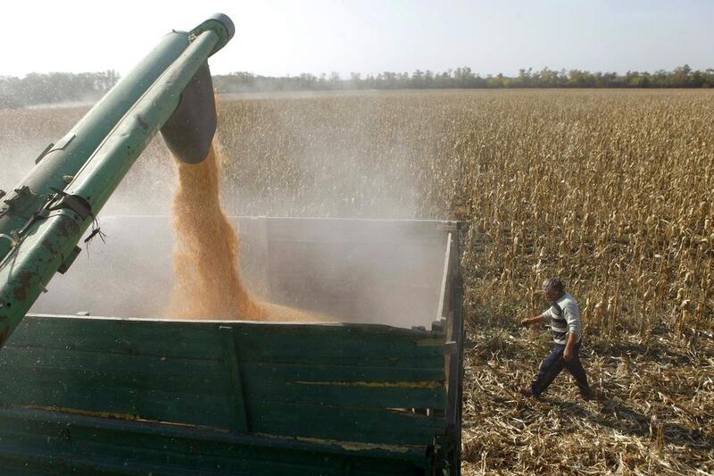 A man walks in a field as a combine machine harvests corn in southern Russia. Russia is enjoying the second largest grain crop in its post-Soviet history this year. Eduard Korniyenko / Reuters