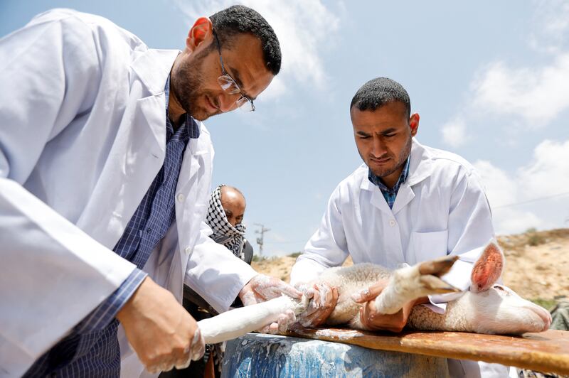 Orthopaedic surgeons Mohammad and Youssef Al Khaldi treat a sheep with a bone fracture, in Rafah in the southern Gaza Strip. Reuters