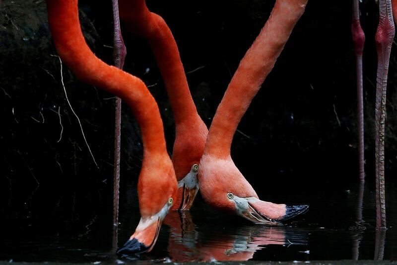 View of flamingos at the Cali Zoo in Colombia.  EPA