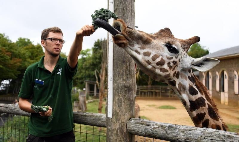 A giraffe is coaxed into being measured with some kale. EPA