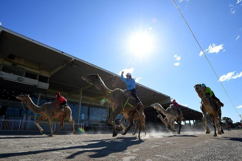 Cameleers compete in the race in Sydney, Australia on July 26, 2016.