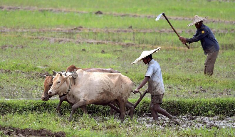 epa07697589 Indian farmers plough their agricultural field to plant paddy seedlings on the outskirts of Guwahati, India, 05 July 2019. Planting of new paddy seedlings will continue till the end of July month in north east India.  EPA/STR