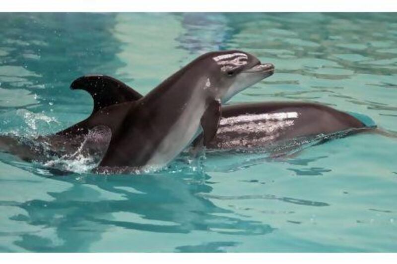 A newborn, female dolphin swims next to her mother at the Dubai Dolphinarium.