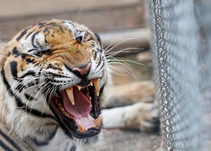 One of the 147 confiscated tigers removed from the controversial Tiger Temple, reacts inside its enclosure at Khaozon Wildlife Breeding Center in Ratchaburi province, Thailand.  EPA