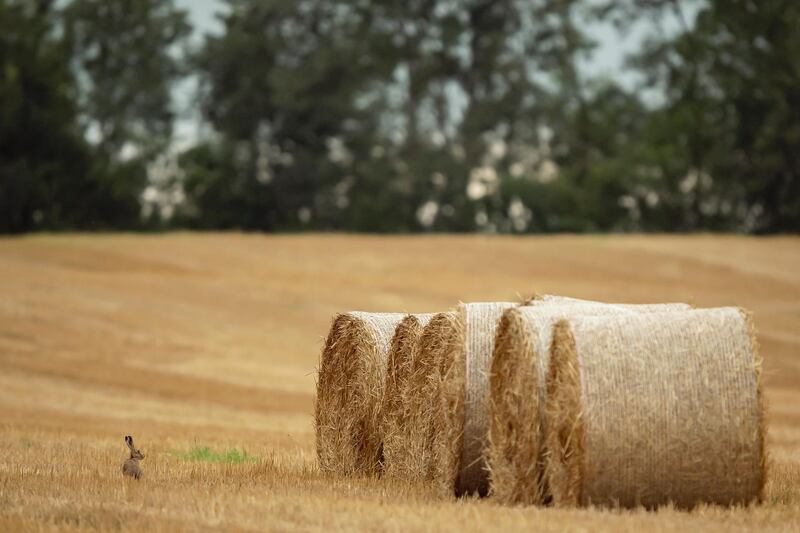 A hare sits on a harvested field next to straw bales near Herrnleis, in Austria. EPA