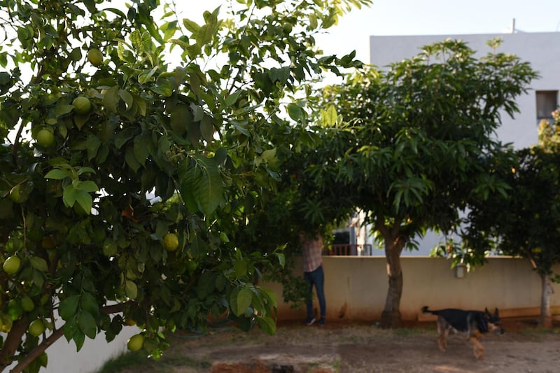 Roni Weingarten picks fruit from a tree in her garden in Oranit, a settlement in the occupied West Bank. Rose Scammell for The National