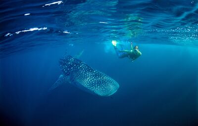 (GERMANY OUT) Female snorkeler swims with Whale shark, Rhincodon thypus, Maldives, Indian Ocean  (Photo by Reinhard Dirscherl/ullstein bild via Getty Images) *** Local Caption ***  wk19fe-tr-maldives02.jpg