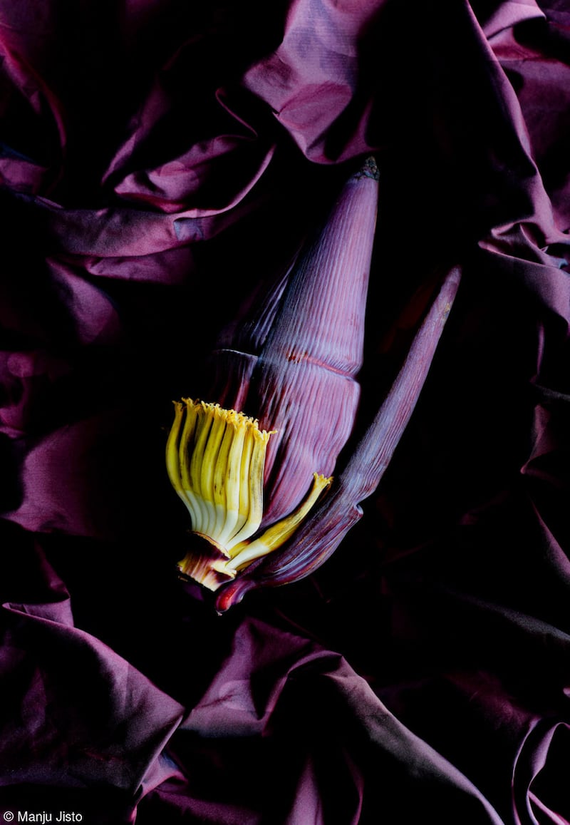 ‘Banana Blossom’, taken in Kerala, India, earned UAE resident Manju Jisto first place in the Pink Lady Food Photographer of the Year (The Gulf) category
