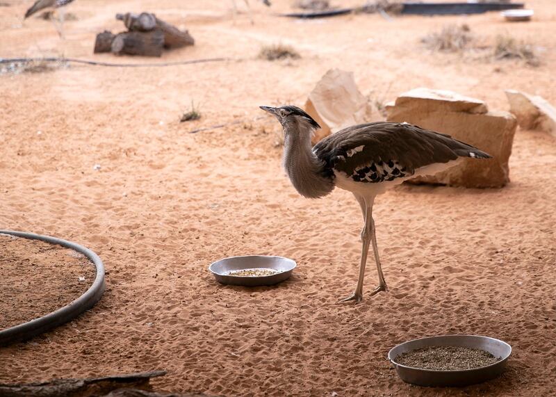 DUBAI, UNITED ARAB EMIRATES. 12 FEBRUARY 2019. 
Houbara bird.

Cultural Diplomacy Tour for visiting dignitaries visit H3 Falcon center’s breeding facility in Nad Al Sheba. H3 Falcon center belongs to His Highness Sheikh Hamdan bin Mohammed bin Rashid Al Maktoum.
(Photo: Reem Mohammed/The National)

Reporter: Dan Sanderson
Section: