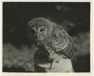 Daniel Gustav Cramer, Owl (1932 / 1938), 2017, 1 of 2 found photographs, glass plates, nails, 34 x 58 cm. Courtesy Grey Noise gallery