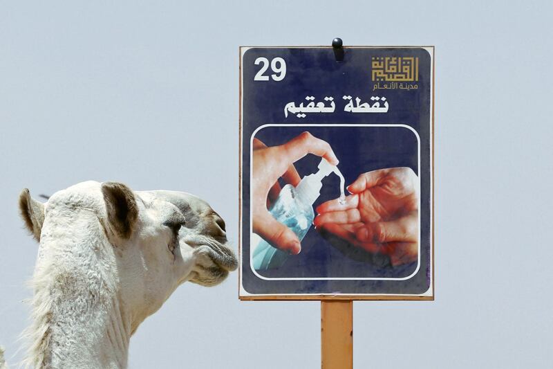 A camel is seen near a billboard reading "sanitisation point" at an outdoor yard of The Salam Veterinary Hospital. Courtesy: Reuters
