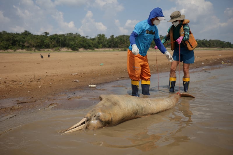 More than 100 dolphins have died in the Brazilian Amazon rainforest in the past week as severe drought affects the region. Reuters