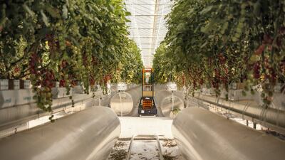 Pure Harvest's temperature-controlled farming tunnels and domes create the perfect Mediterranean climate to produce impressive yields. Photo: Pure Harvest Smart Farms