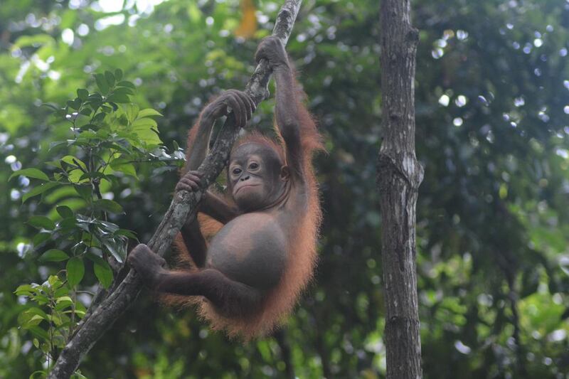 Orphaned orangutans are given food and shelter at the Shangri-La's Rasa Ria Resort. Rosemary Behan
