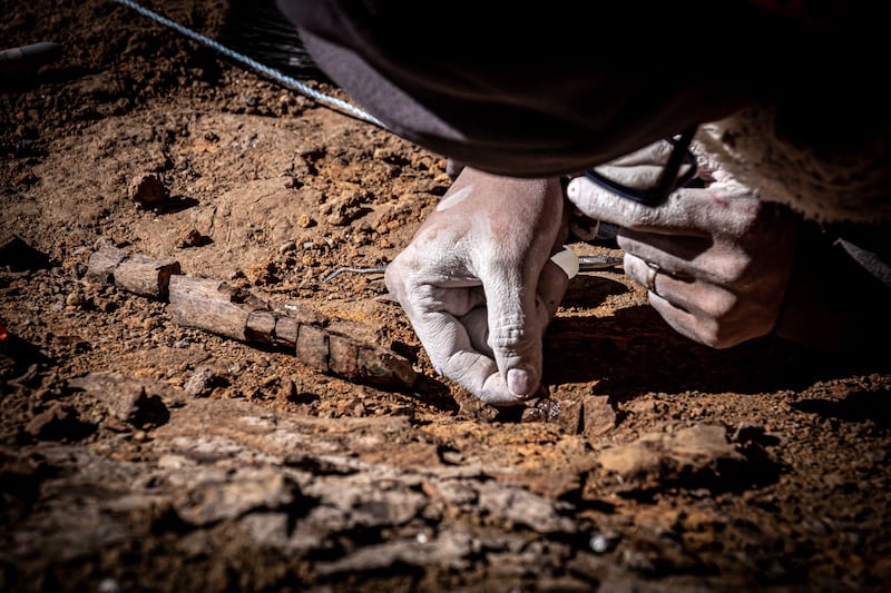 Scientists have found the fossil remains of four types of dinosaur in the Chilean Patagonia, an inhospitable area that has become a major fossil site over the past decade.  AFP