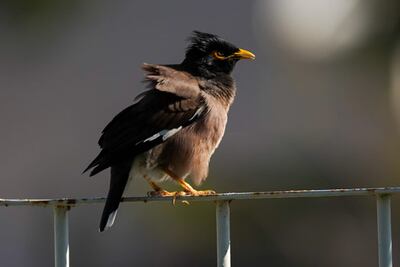A Myna bird in Oman fluffs up its feathers. Husam Al Jamali/The National