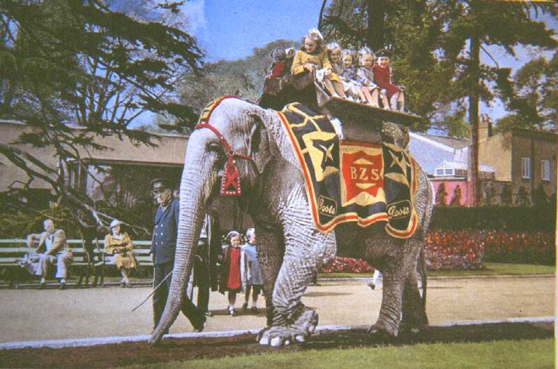 Rosie, a Sri Lankan elephant arrived in 1937. She lived at the Zoo for 24 years before passing away. It was estimated that she gave young visitors 80,000 rides along the Terrace during her time. 